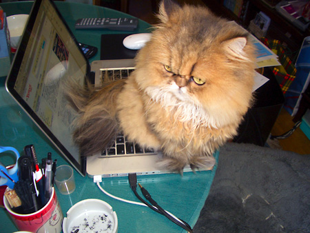 猫、チンチラ・来夢、来喜、ミドリガメ・マックス、コロタン