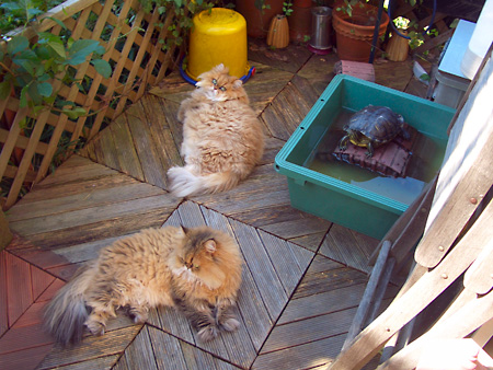 猫、チンチラ・来夢、来喜、ミドリガメ・マックス、コロタン