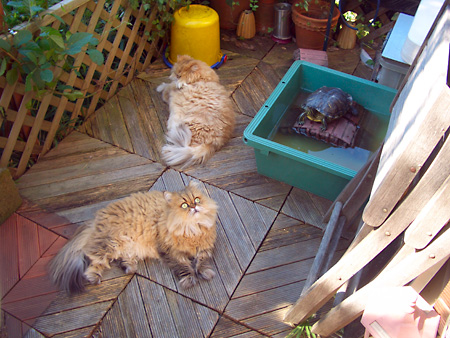猫、チンチラ・来夢、来喜、ミドリガメ・マックス、コロタン