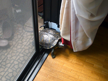 猫、チンチラ・来夢、来喜、ミドリガメ・マックス、コロタン