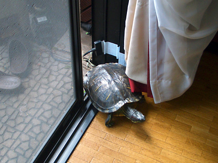 猫、チンチラ・来夢、来喜、ミドリガメ・マックス、コロタン