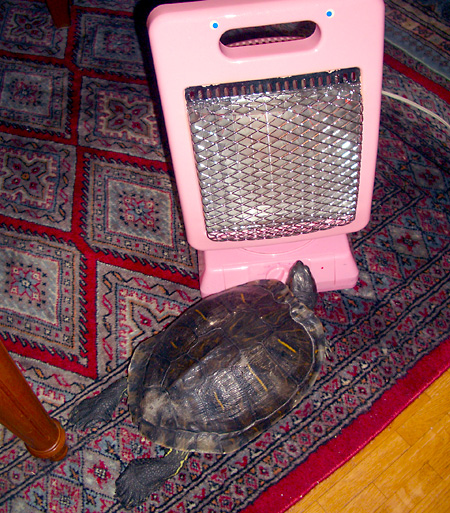 猫, チンチラ・ゴールデン, 来夢, 来喜