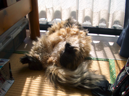 猫、チンチラ・来夢、来喜、ミドリガメ・マックス、コロタン