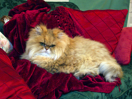 猫、チンチラ・来夢、来喜、ミドリガメ・マックス、コロタン