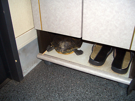 猫、チンチラ・来夢、来喜、ミドリガメ・マックス、コロタン