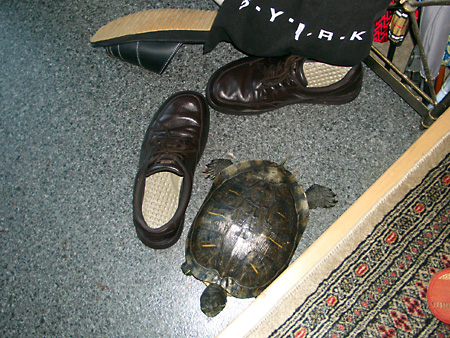 猫、チンチラ・来夢、来喜、ミドリガメ・マックス、コロタン