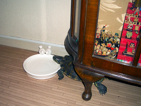 猫、チンチラ・来夢、来喜、ミドリガメ・マックス、コロタン