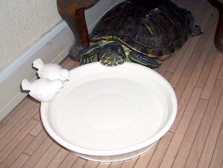 猫、チンチラ・来夢、来喜、ミドリガメ・マックス、コロタン