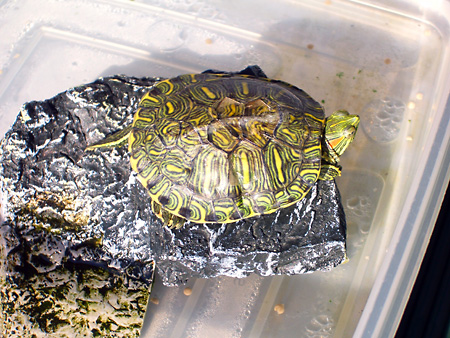 猫、チンチラ・来夢、来喜、ミドリガメ・マックス、コロタン