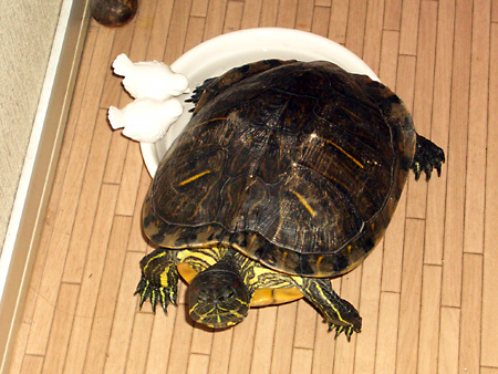 猫、チンチラ・来夢、来喜、ミドリガメ・マックス、コロタン