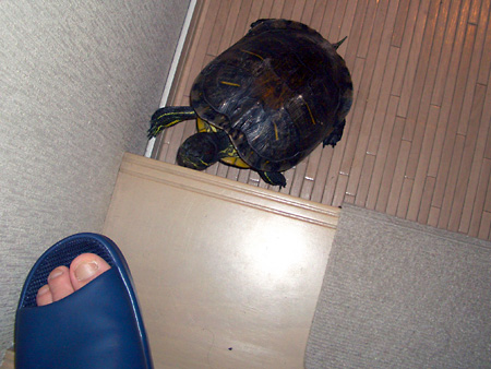 猫、チンチラ・来夢、来喜、ミドリガメ・マックス、コロタン