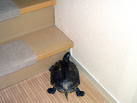 猫、チンチラ・来夢、来喜、ミドリガメ・マックス、コロタン