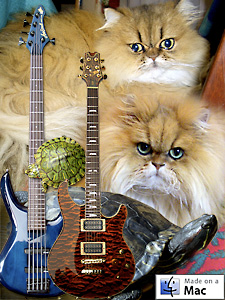 猫, チンチラ・ゴールデン, 来夢, 来喜