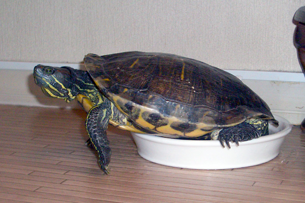 猫、チンチラ・来夢、来喜、ミドリガメ・マックス、コロタン