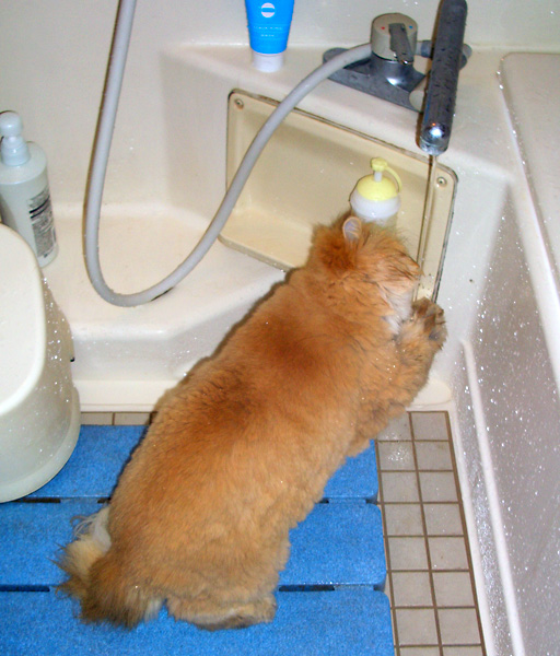 猫、チンチラ・来夢、来喜、ミドリガメ・マックス、コロタン