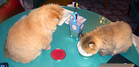 猫、チンチラ・来夢、来喜、ミドリガメ・マックス、コロタン