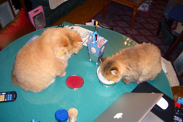 猫、チンチラ・来夢、来喜、ミドリガメ・マックス、コロタン