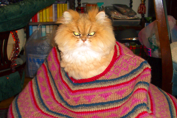 猫、チンチラ・来夢、来喜、ミドリガメ・マックス、コロタン