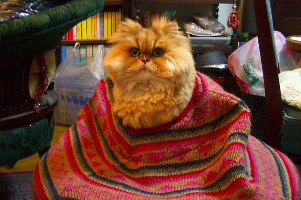 猫、チンチラ・来夢、来喜、ミドリガメ・マックス、コロタン