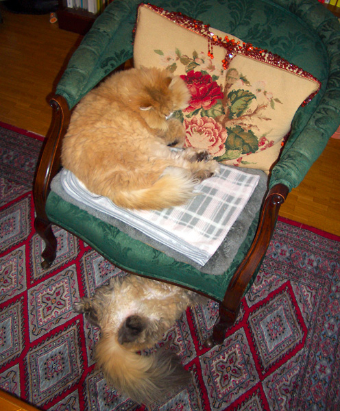 猫、チンチラ・来夢、来喜、ミドリガメ・マックス、コロタン