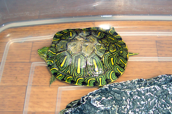 猫、チンチラ・来夢、来喜、ミドリガメ・マックス、コロタン