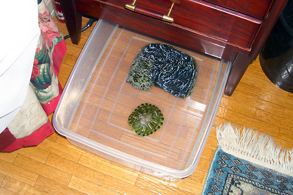 猫、チンチラ・来夢、来喜、ミドリガメ・マックス、コロタン