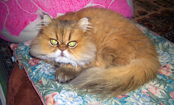 猫、チンチラ・来夢、来喜、ミドリガメ・マックス、コロタン