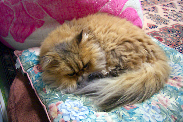 猫、チンチラ・来夢、来喜、ミドリガメ・マックス、コロタン