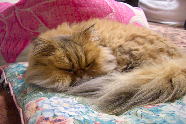 猫、チンチラ・来夢、来喜、ミドリガメ・マックス、コロタン