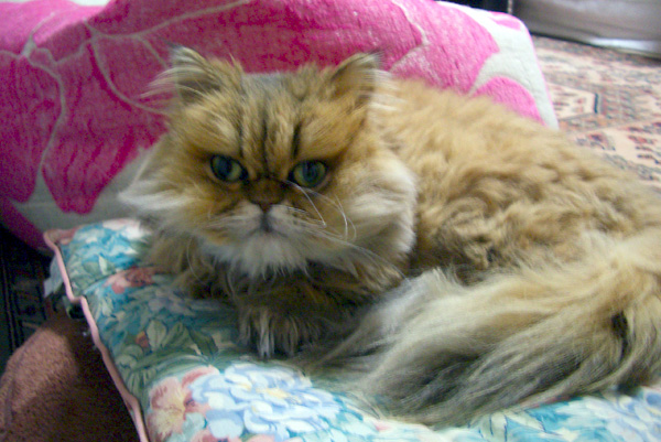 猫、チンチラ・来夢、来喜、ミドリガメ・マックス、コロタン