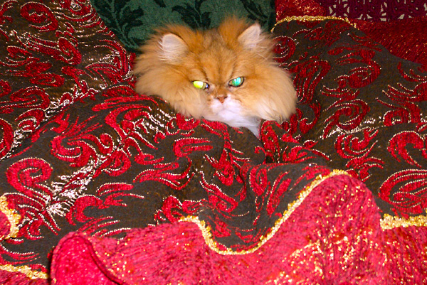 猫、チンチラ・来夢、来喜、ミドリガメ・マックス、コロタン