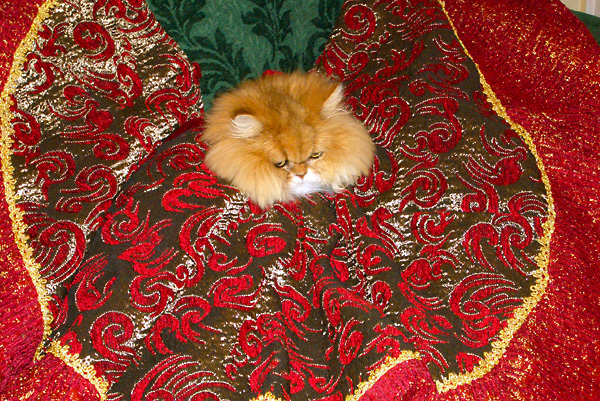 猫、チンチラ・来夢、来喜、ミドリガメ・マックス、コロタン