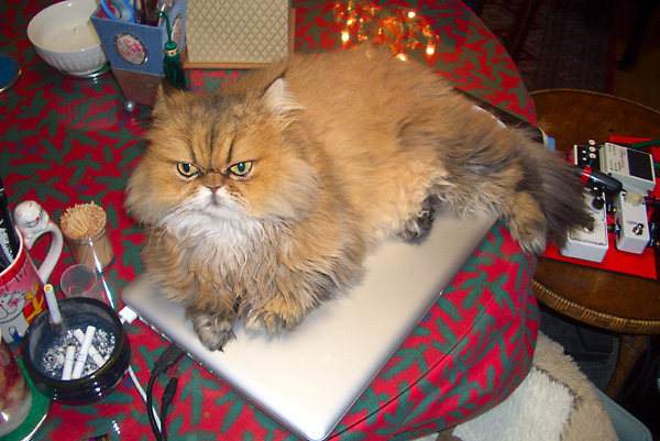 猫、チンチラ・来夢、来喜、ミドリガメ・マックス、コロタン