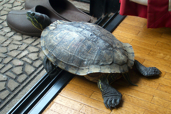 日々雑感 - DoromPATIO