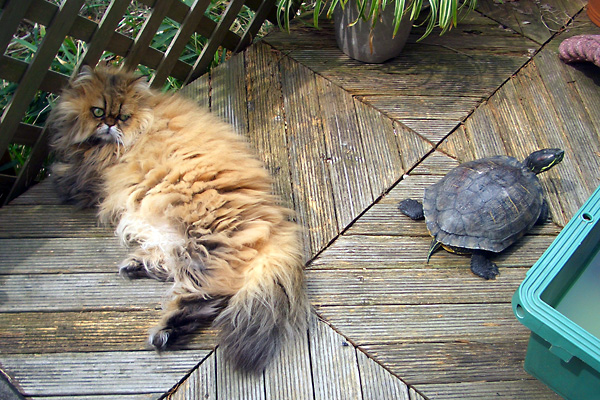 日々雑感 - DoromPATIO