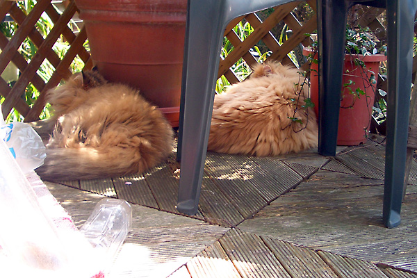 日々雑感 - DoromPATIO