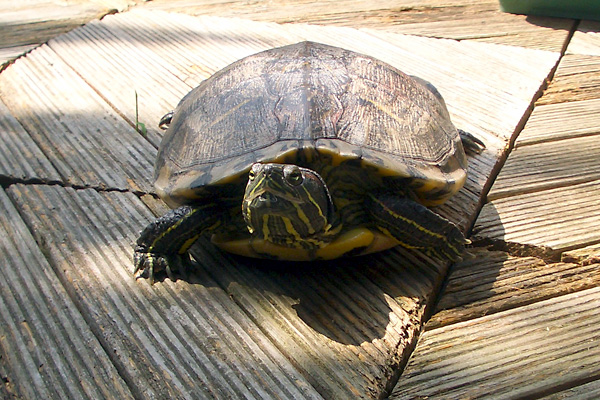 日々雑感 - DoromPATIO