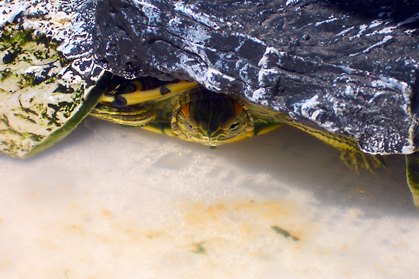 日々雑感 - DoromPATIO