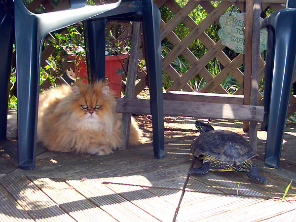 日々雑感 - DoromPATIO