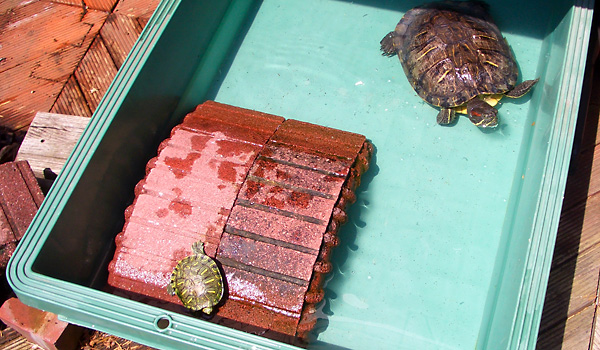 日々雑感 - DoromPATIO