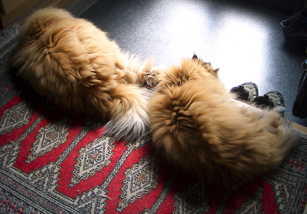 日々雑感 - DoromPATIO