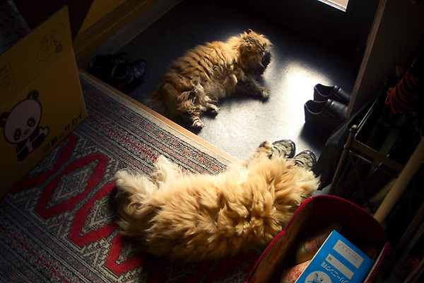 日々雑感 - DoromPATIO