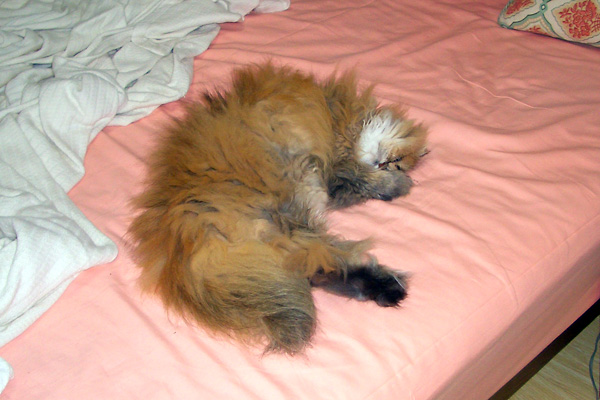 日々雑感 - DoromPATIO