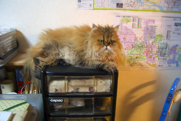 日々雑感 - DoromPATIO