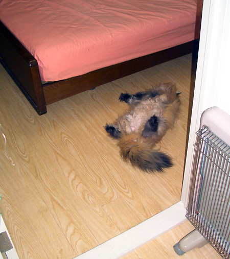 日々雑感 - DoromPATIO