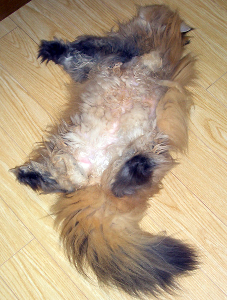 日々雑感 - DoromPATIO