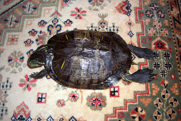 日々雑感 - DoromPATIO