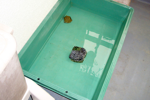 日々雑感 - DoromPATIO