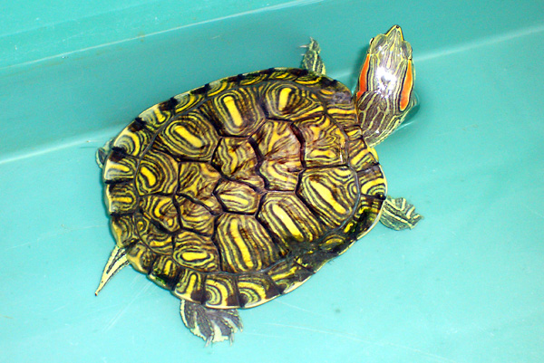 日々雑感 - DoromPATIO