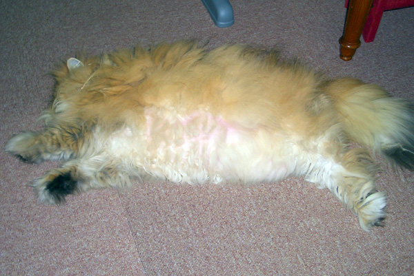 日々雑感 - DoromPATIO